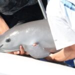 México reduce en un 86% el área de restricción de pesca para enfocarse en el hábitat conocido de las vaquitas.