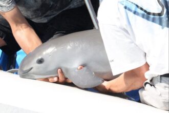 México reduce en un 86% el área de restricción de pesca para enfocarse en el hábitat conocido de las vaquitas.
